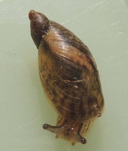 ID Gasteropode